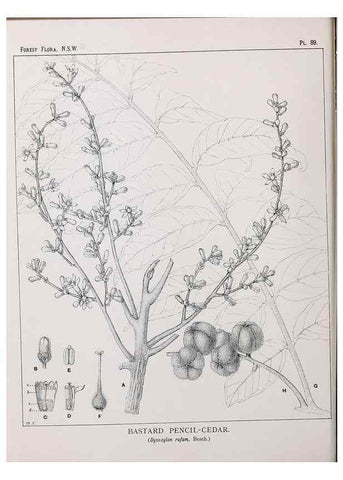 Reproducción/Reproduction 46878263552: The forest flora of New South Wales /. Sydney :W. A. Gullick,1902-1925.. 