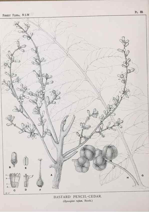Reproducción/Reproduction 46878263552: The forest flora of New South Wales /. Sydney :W. A. Gullick,1902-1925.. 