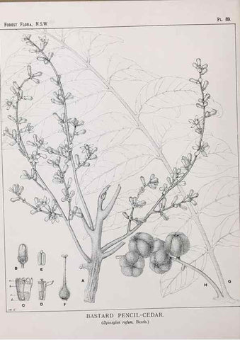 Reproducción/Reproduction 46878263552: The forest flora of New South Wales /. Sydney :W. A. Gullick,1902-1925.. 