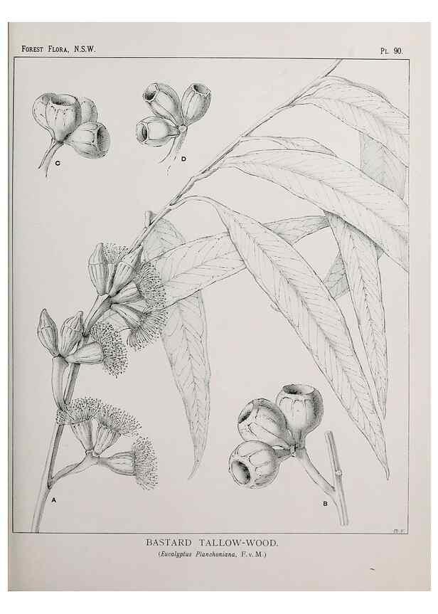 Reproducción/Reproduction 31989410927: The forest flora of New South Wales /. Sydney :W. A. Gullick,1902-1925.. 
