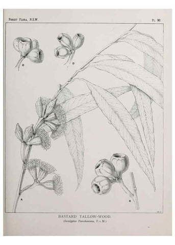 Reproducción/Reproduction 31989410927: The forest flora of New South Wales /. Sydney :W. A. Gullick,1902-1925.. 