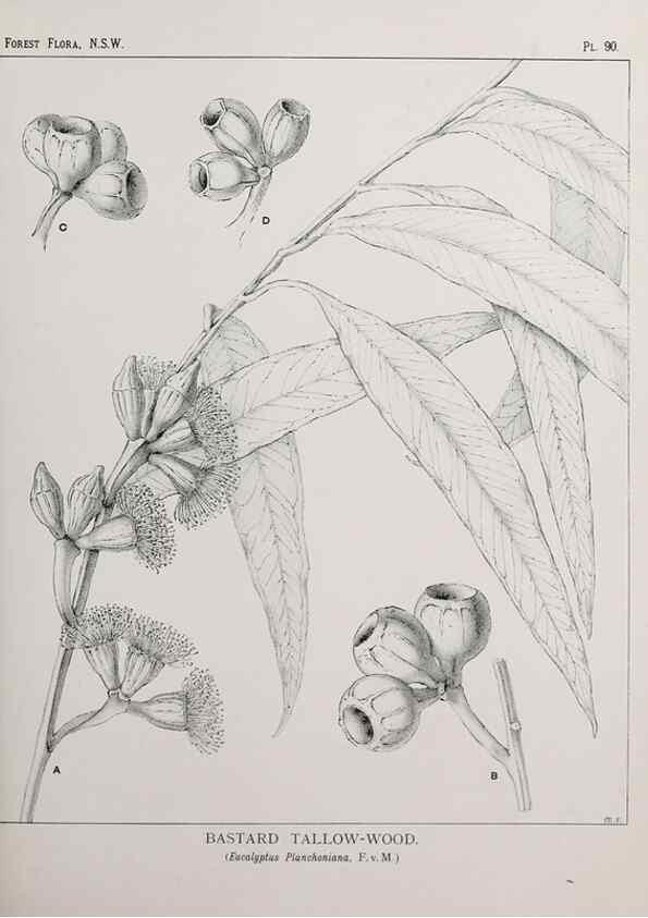 Reproducción/Reproduction 31989410927: The forest flora of New South Wales /. Sydney :W. A. Gullick,1902-1925.. 