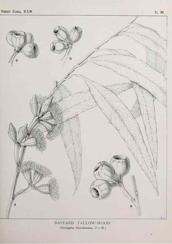 Reproducción/Reproduction 31989410927: The forest flora of New South Wales /. Sydney :W. A. Gullick,1902-1925.. 
