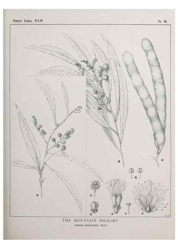 Reproducción/Reproduction 31989412257: The forest flora of New South Wales /. Sydney :W. A. Gullick,1902-1925.. 