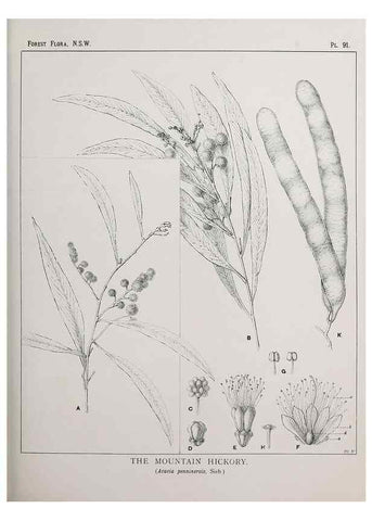 Reproducción/Reproduction 31989412257: The forest flora of New South Wales /. Sydney :W. A. Gullick,1902-1925.. 