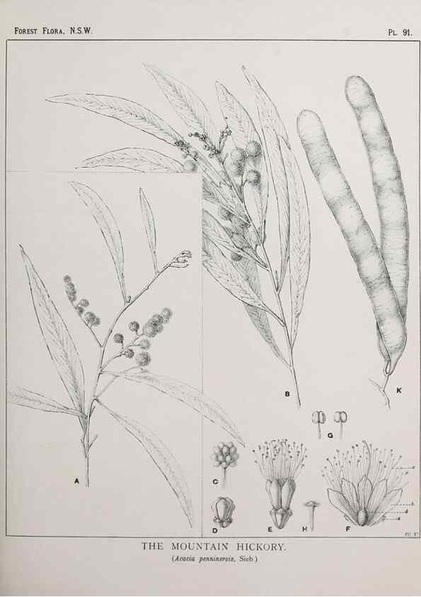 Reproducción/Reproduction 31989412257: The forest flora of New South Wales /. Sydney :W. A. Gullick,1902-1925.. 