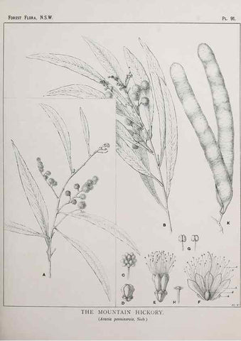 Reproducción/Reproduction 31989412257: The forest flora of New South Wales /. Sydney :W. A. Gullick,1902-1925.. 