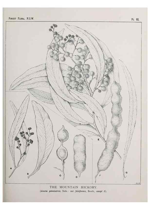 Reproducción/Reproduction 39965905023: The forest flora of New South Wales /. Sydney :W. A. Gullick,1902-1925.. 