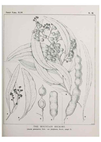 Reproducción/Reproduction 39965905023: The forest flora of New South Wales /. Sydney :W. A. Gullick,1902-1925.. 