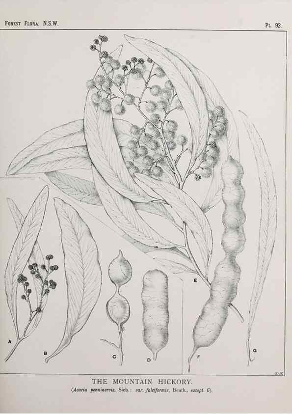 Reproducción/Reproduction 39965905023: The forest flora of New South Wales /. Sydney :W. A. Gullick,1902-1925.. 