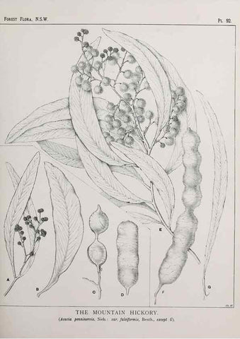 Reproducción/Reproduction 39965905023: The forest flora of New South Wales /. Sydney :W. A. Gullick,1902-1925.. 