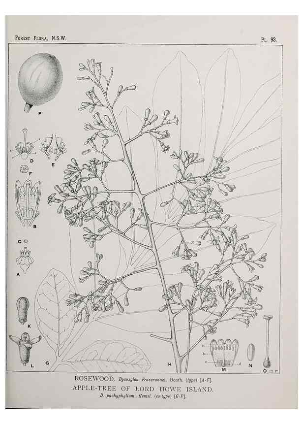 Reproducción/Reproduction 31989414187: The forest flora of New South Wales /. Sydney :W. A. Gullick,1902-1925.. 