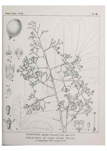Reproducción/Reproduction 31989414187: The forest flora of New South Wales /. Sydney :W. A. Gullick,1902-1925.. 
