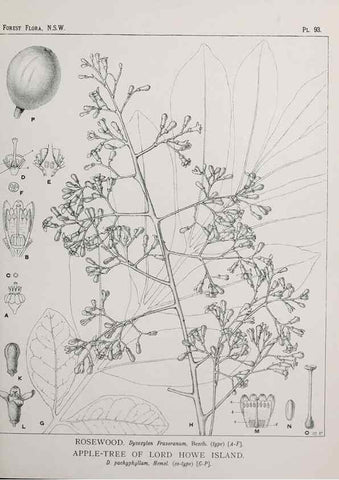 Reproducción/Reproduction 31989414187: The forest flora of New South Wales /. Sydney :W. A. Gullick,1902-1925.. 