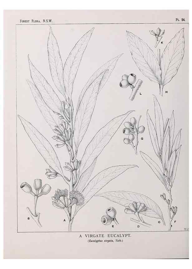 Reproducción/Reproduction 31989415097: The forest flora of New South Wales /. Sydney :W. A. Gullick,1902-1925.. 