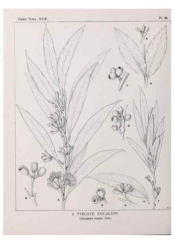 Reproducción/Reproduction 31989415097: The forest flora of New South Wales /. Sydney :W. A. Gullick,1902-1925.. 