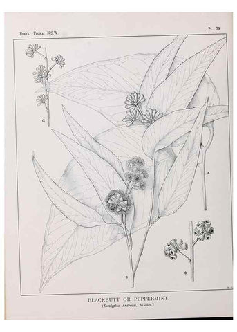 Reproducción/Reproduction 46930436351: The forest flora of New South Wales /. Sydney :W. A. Gullick,1902-1925.. 
