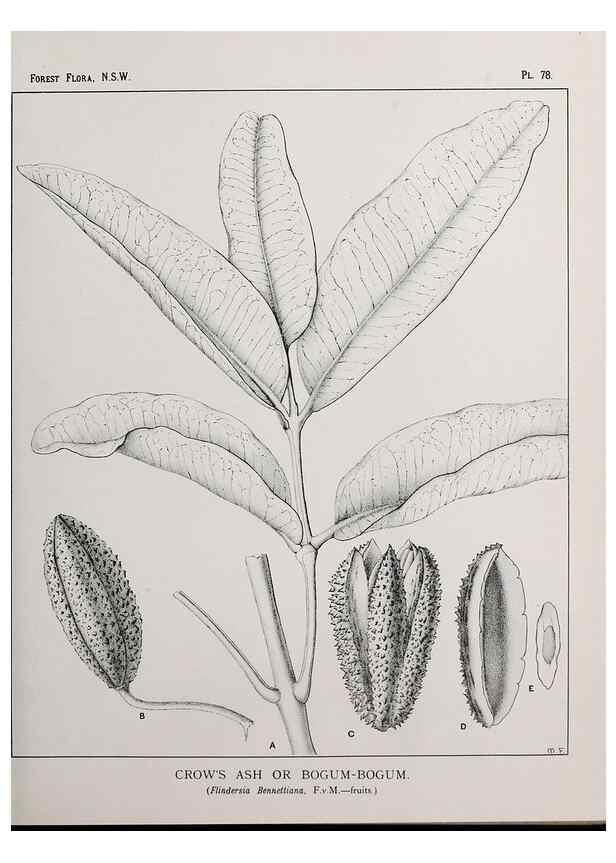 Reproducción/Reproduction 33054946858: The forest flora of New South Wales /. Sydney :W. A. Gullick,1902-1925.. 