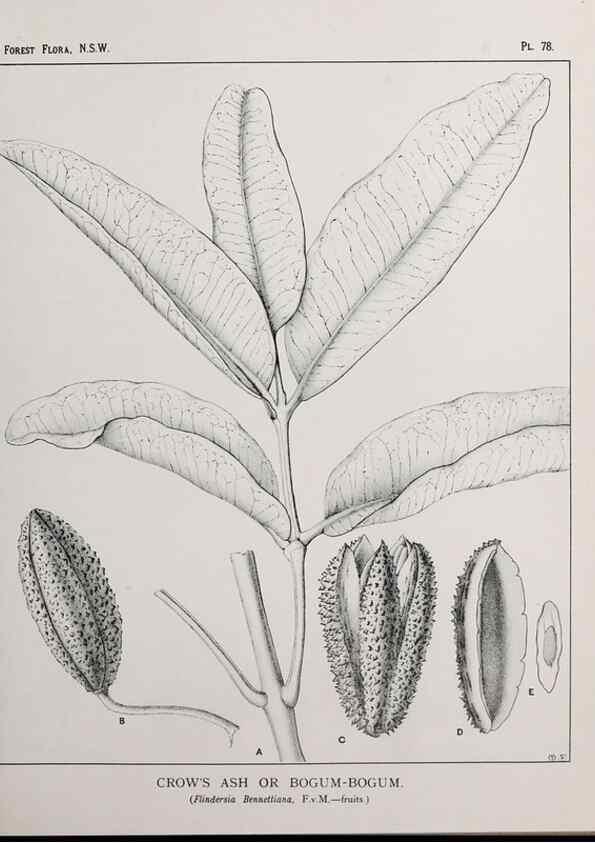 Reproducción/Reproduction 33054946858: The forest flora of New South Wales /. Sydney :W. A. Gullick,1902-1925.. 