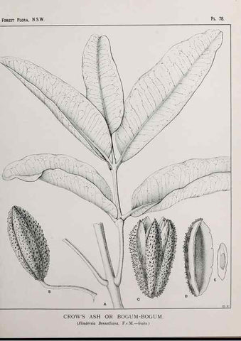 Reproducción/Reproduction 33054946858: The forest flora of New South Wales /. Sydney :W. A. Gullick,1902-1925.. 
