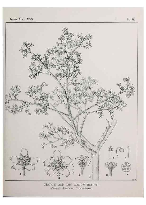 Reproducción/Reproduction 46878251262: The forest flora of New South Wales /. Sydney :W. A. Gullick,1902-1925.. 
