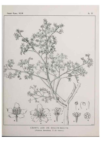 Reproducción/Reproduction 46878251262: The forest flora of New South Wales /. Sydney :W. A. Gullick,1902-1925.. 