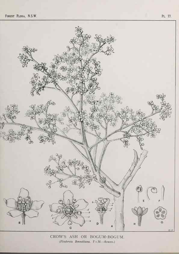 Reproducción/Reproduction 46878251262: The forest flora of New South Wales /. Sydney :W. A. Gullick,1902-1925.. 