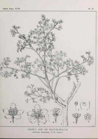 Reproducción/Reproduction 46878251262: The forest flora of New South Wales /. Sydney :W. A. Gullick,1902-1925.. 