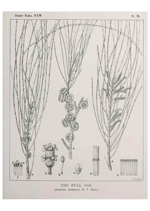 Reproducción/Reproduction 39965837953: The forest flora of New South Wales /. Sydney :W. A. Gullick,1902-1925.. 