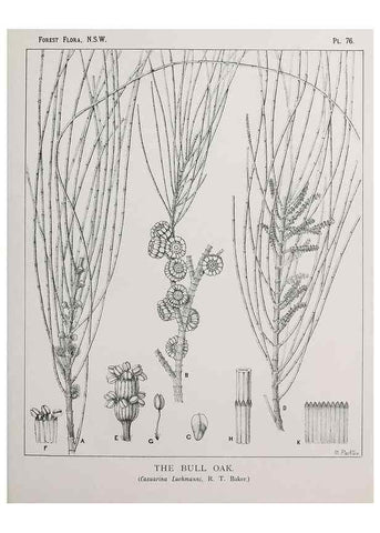 Reproducción/Reproduction 39965837953: The forest flora of New South Wales /. Sydney :W. A. Gullick,1902-1925.. 
