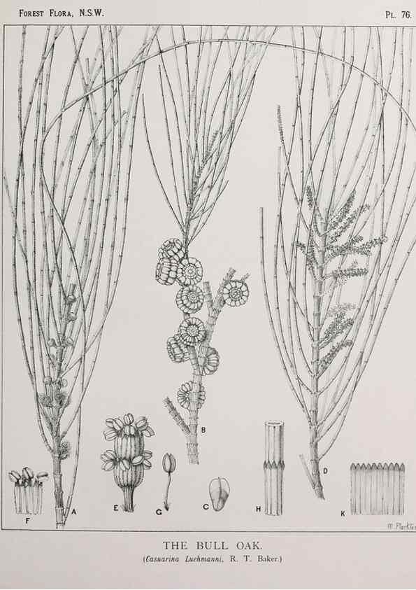 Reproducción/Reproduction 39965837953: The forest flora of New South Wales /. Sydney :W. A. Gullick,1902-1925.. 