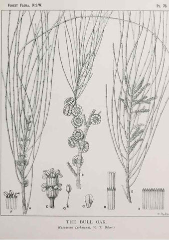 Reproducción/Reproduction 39965837953: The forest flora of New South Wales /. Sydney :W. A. Gullick,1902-1925.. 
