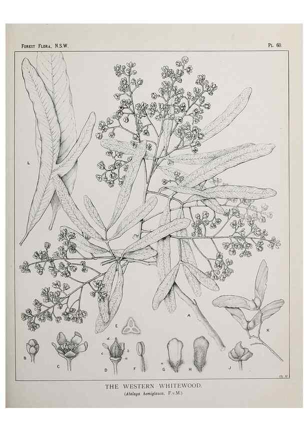Reproducción/Reproduction 33054900058: The forest flora of New South Wales /. Sydney :W. A. Gullick,1902-1925.. 