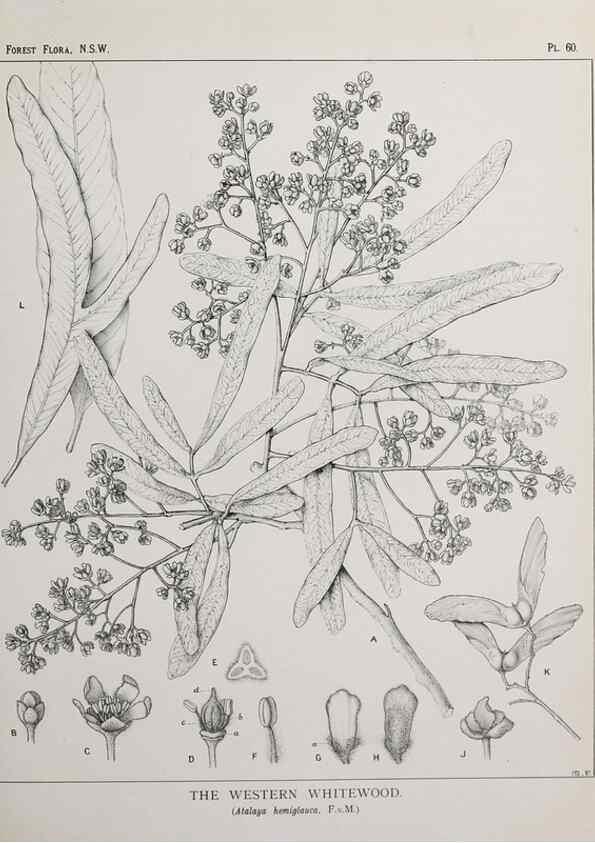Reproducción/Reproduction 33054900058: The forest flora of New South Wales /. Sydney :W. A. Gullick,1902-1925.. 