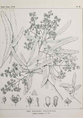 Reproducción/Reproduction 33054900058: The forest flora of New South Wales /. Sydney :W. A. Gullick,1902-1925.. 