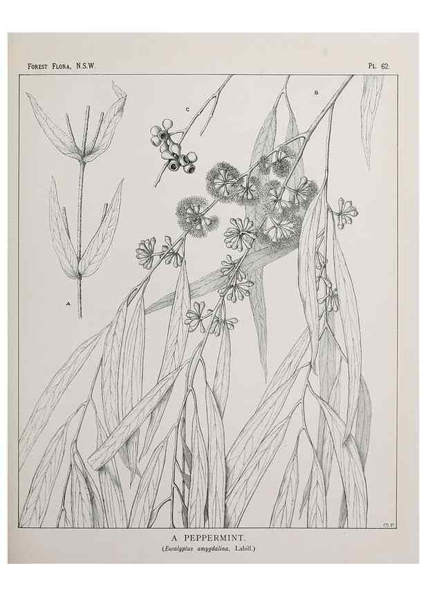 Reproducción/Reproduction 39965826043: The forest flora of New South Wales /. Sydney :W. A. Gullick,1902-1925.. 