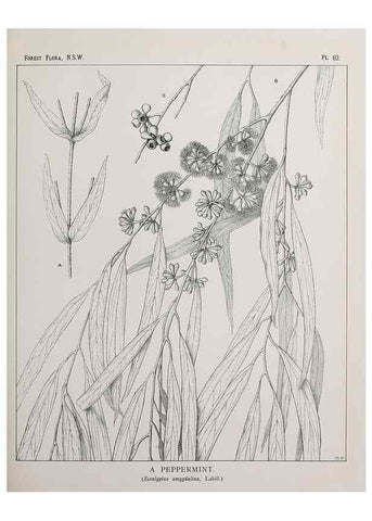 Reproducción/Reproduction 39965826043: The forest flora of New South Wales /. Sydney :W. A. Gullick,1902-1925.. 