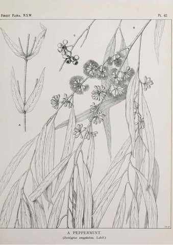 Reproducción/Reproduction 39965826043: The forest flora of New South Wales /. Sydney :W. A. Gullick,1902-1925.. 
