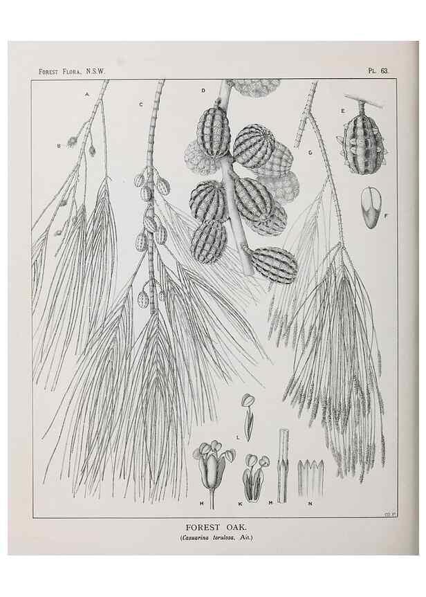 Reproducción/Reproduction 46930395601: The forest flora of New South Wales /. Sydney :W. A. Gullick,1902-1925.. 
