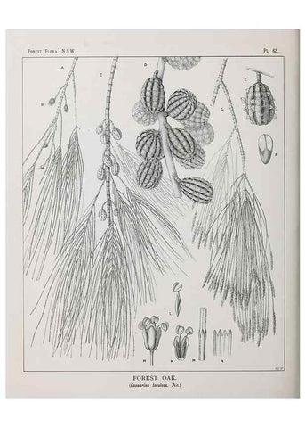 Reproducción/Reproduction 46930395601: The forest flora of New South Wales /. Sydney :W. A. Gullick,1902-1925.. 