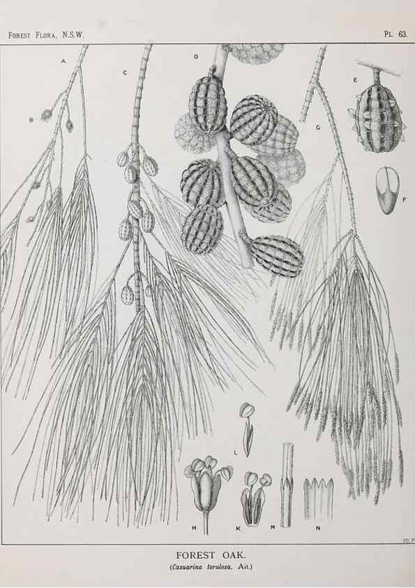 Reproducción/Reproduction 46930395601: The forest flora of New South Wales /. Sydney :W. A. Gullick,1902-1925.. 