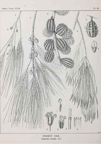 Reproducción/Reproduction 46930395601: The forest flora of New South Wales /. Sydney :W. A. Gullick,1902-1925.. 