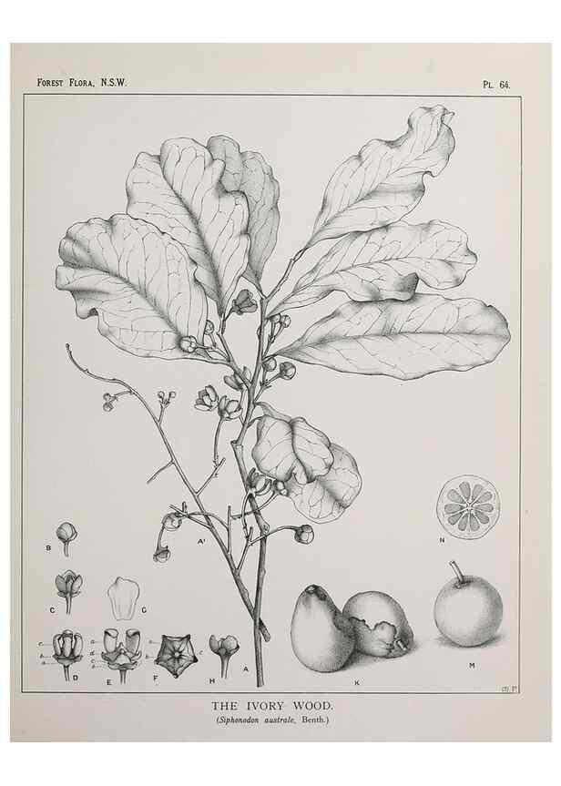 Reproducción/Reproduction 33054902598: The forest flora of New South Wales /. Sydney :W. A. Gullick,1902-1925.. 