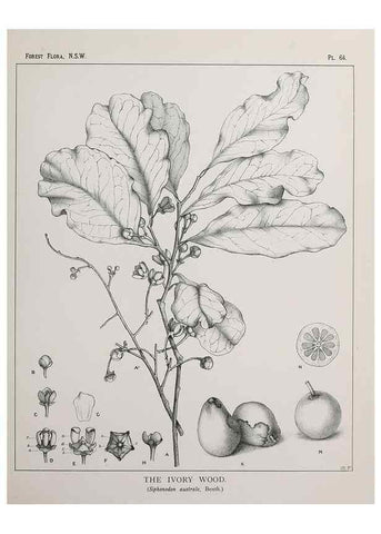 Reproducción/Reproduction 33054902598: The forest flora of New South Wales /. Sydney :W. A. Gullick,1902-1925.. 