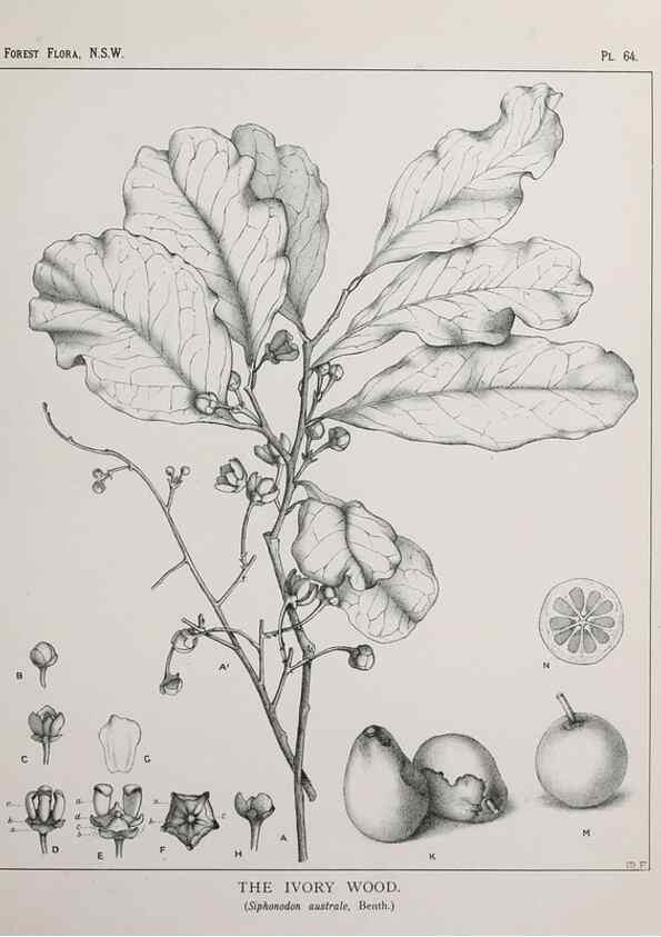 Reproducción/Reproduction 33054902598: The forest flora of New South Wales /. Sydney :W. A. Gullick,1902-1925.. 