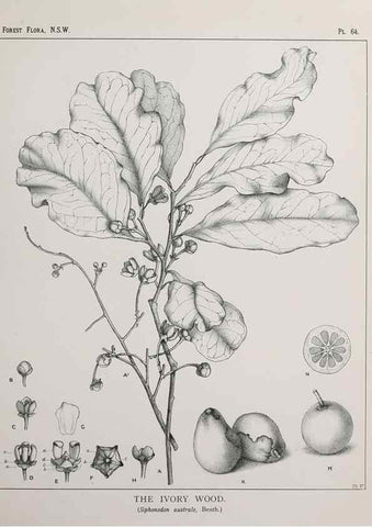 Reproducción/Reproduction 33054902598: The forest flora of New South Wales /. Sydney :W. A. Gullick,1902-1925.. 