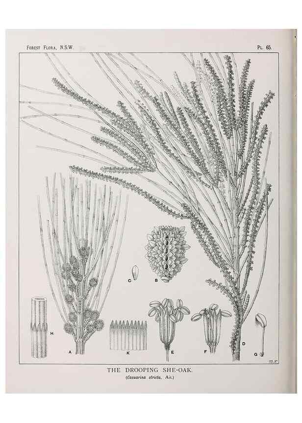 Reproducción/Reproduction 46878194802: The forest flora of New South Wales /. Sydney :W. A. Gullick,1902-1925.. 