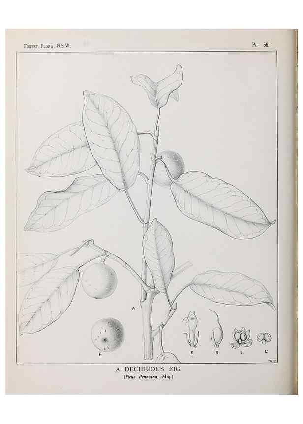 Reproducción/Reproduction 31989355967: The forest flora of New South Wales /. Sydney :W. A. Gullick,1902-1925.. 