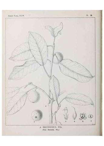 Reproducción/Reproduction 31989355967: The forest flora of New South Wales /. Sydney :W. A. Gullick,1902-1925.. 
