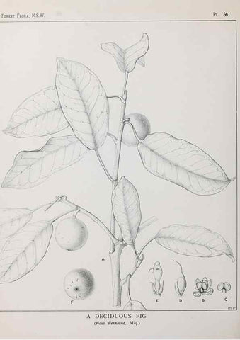 Reproducción/Reproduction 31989355967: The forest flora of New South Wales /. Sydney :W. A. Gullick,1902-1925.. 